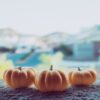 row of pumpkins